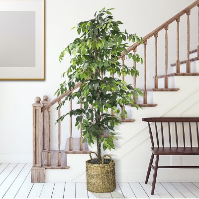 Faux 72" Ficus Tree in Roped-Style Handwoven Basket