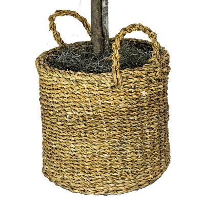 Faux 72" Ficus Tree in Roped-Style Handwoven Basket