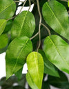 Faux 72" Ficus Tree in Roped-Style Handwoven Basket