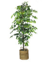 Faux 72" Ficus Tree in Roped-Style Handwoven Basket