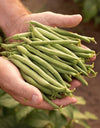 Del Monte Cut Green Beans, 14.5 Oz., 8 Pk.